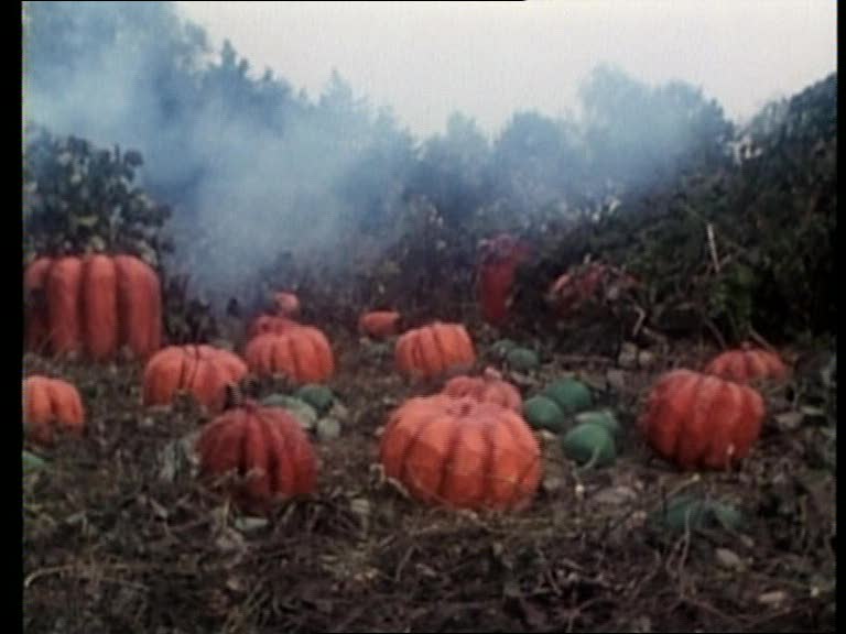 Citrouilles Pourries