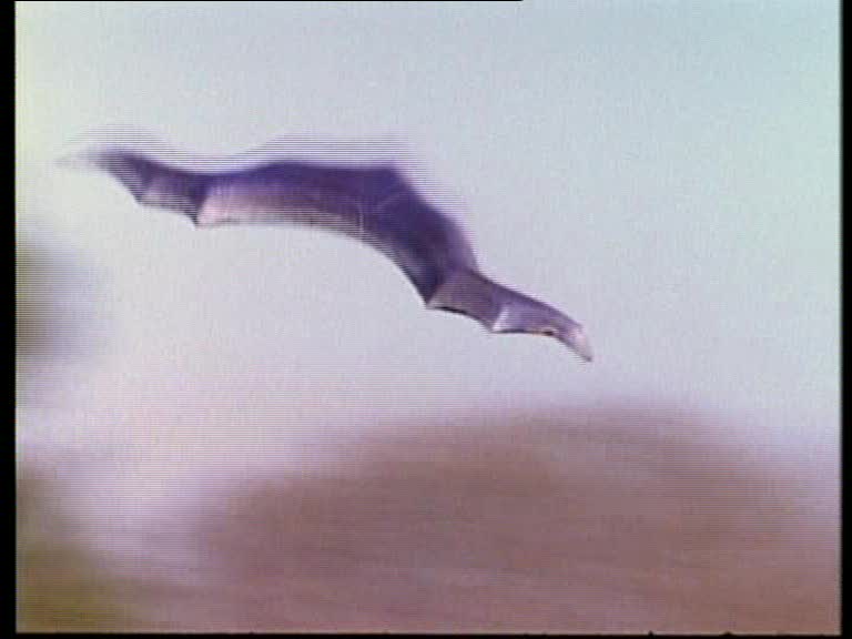 Aileron de Mortellus