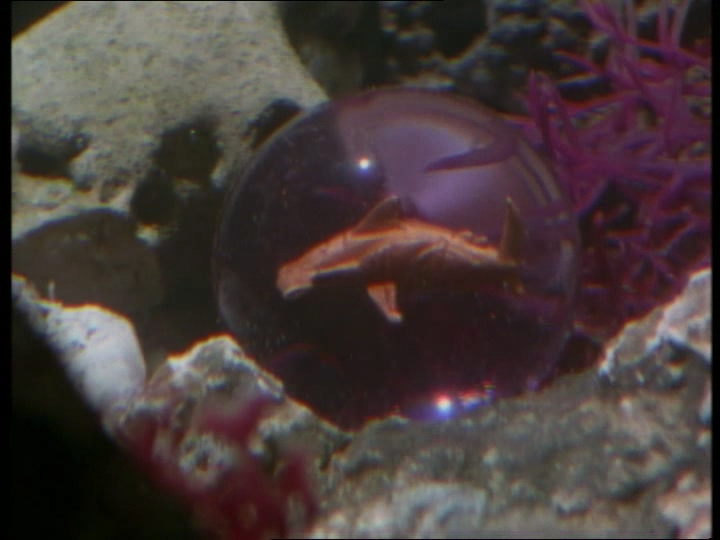 CRISTAL DU ZORD REQUIN-MARTEAU