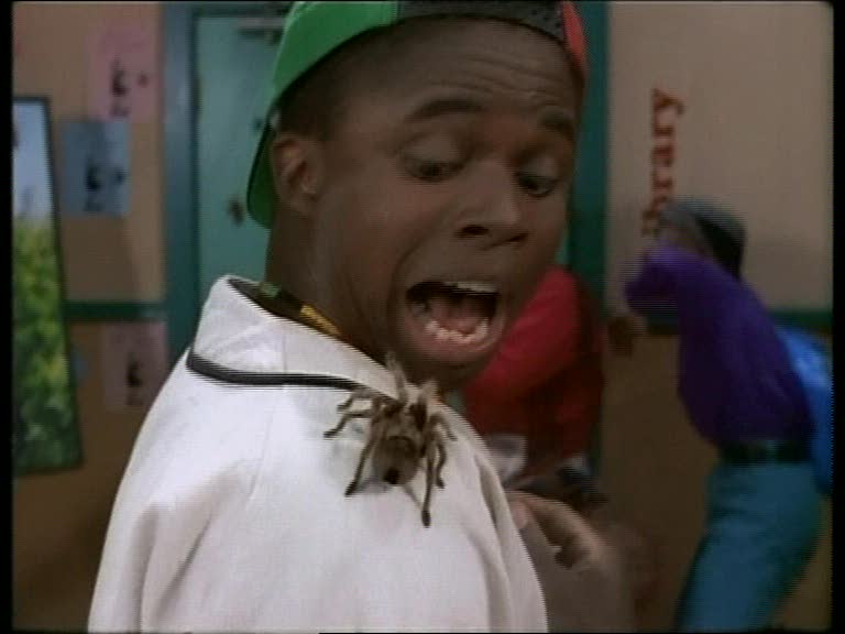 Araignée du matin, chagrin