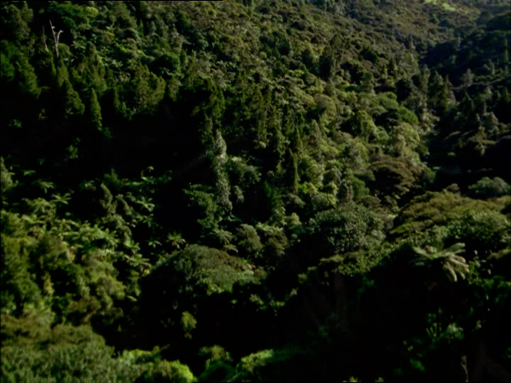 Forêt de Reefside