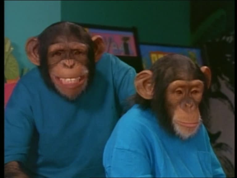Chimpanzés