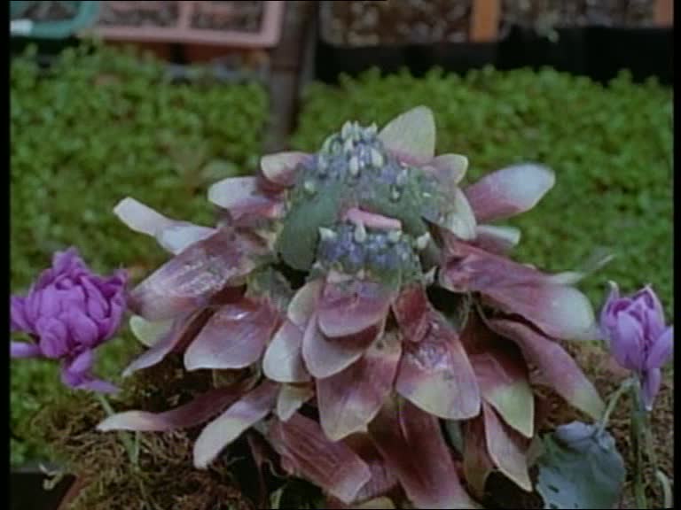 Plante hybride de Rocky à l'origine de Pollinator