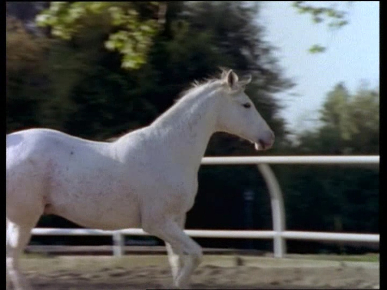 Cheval blanc